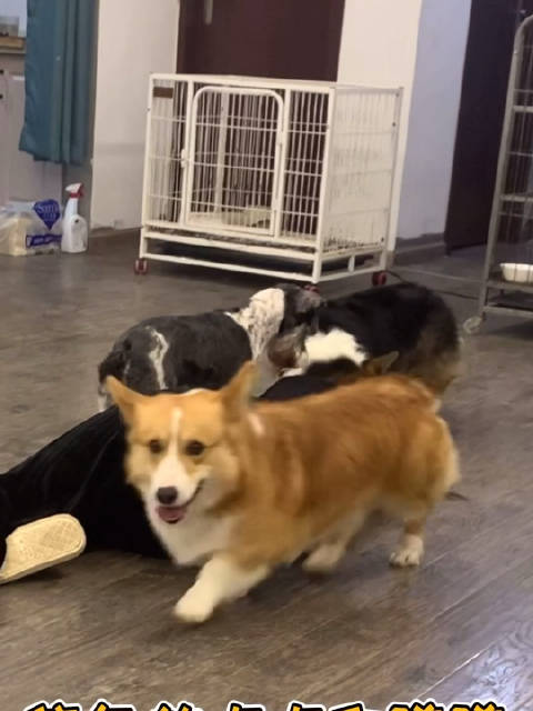 假装在狗狗面前晕倒